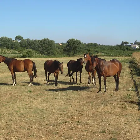 Tenuta Vallenoci * Cura di Vetralla